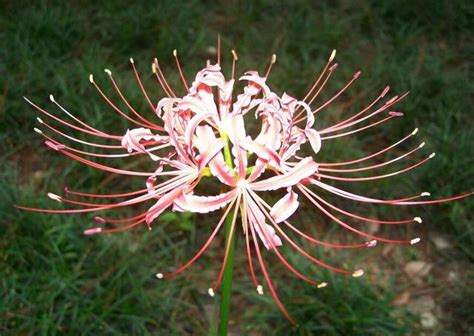 曼陀羅華 曼珠沙華|花卉課堂：曼珠沙華、曼陀羅華、曼陀羅，還傻傻地分不清楚嗎？。